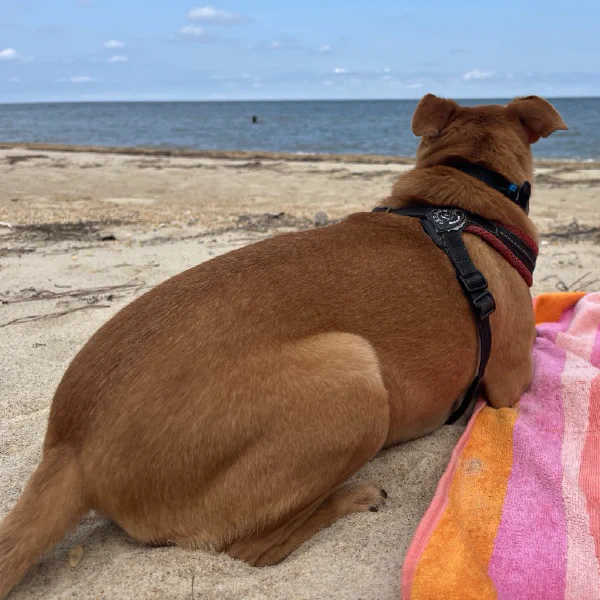Just a day on the beach