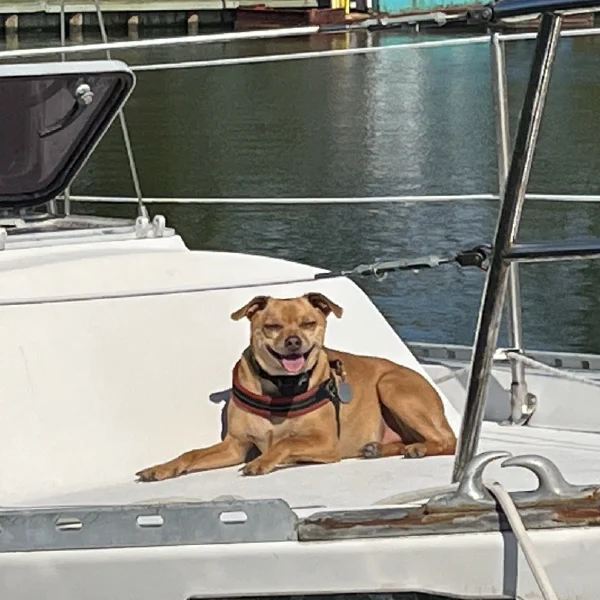 Settled on to the deck of the new boat