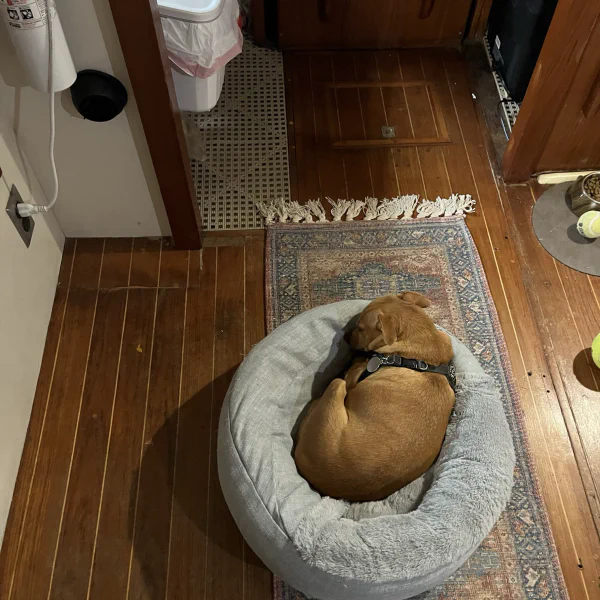 The new diesel heater is good enough to drag your dog bed in front of. ✅ doggo-approved