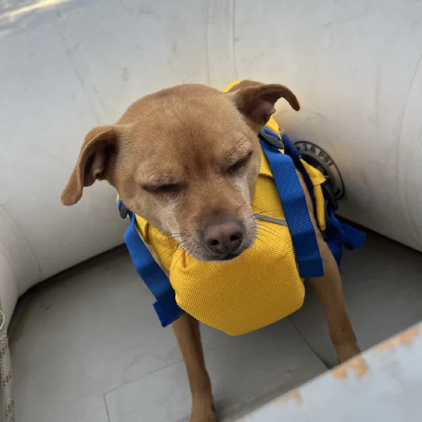 'This PFD makes me look stupid'