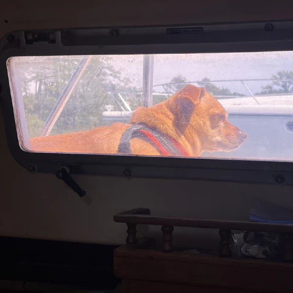 Port hole sized doggo